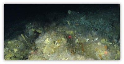 Long-term change in benthic biodiversity in the Southern Ocean